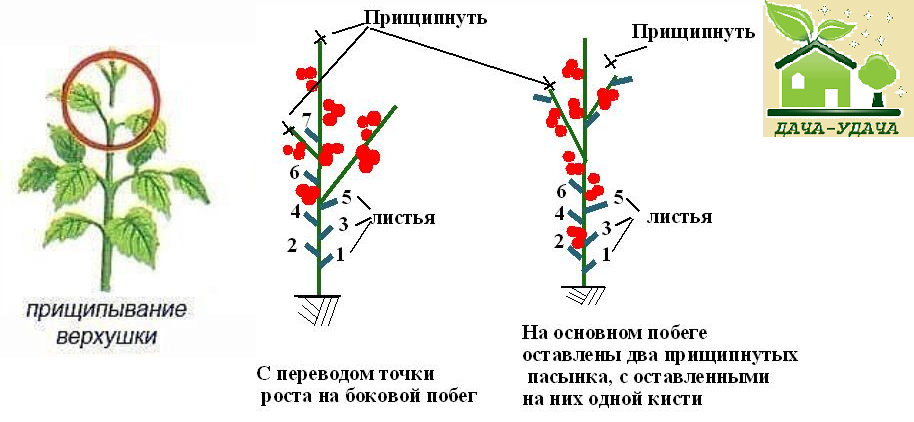 Пасынкование перцев в теплице из поликарбоната: схема, нужно ли и как правильно пасынковать болгарский перец пошагово