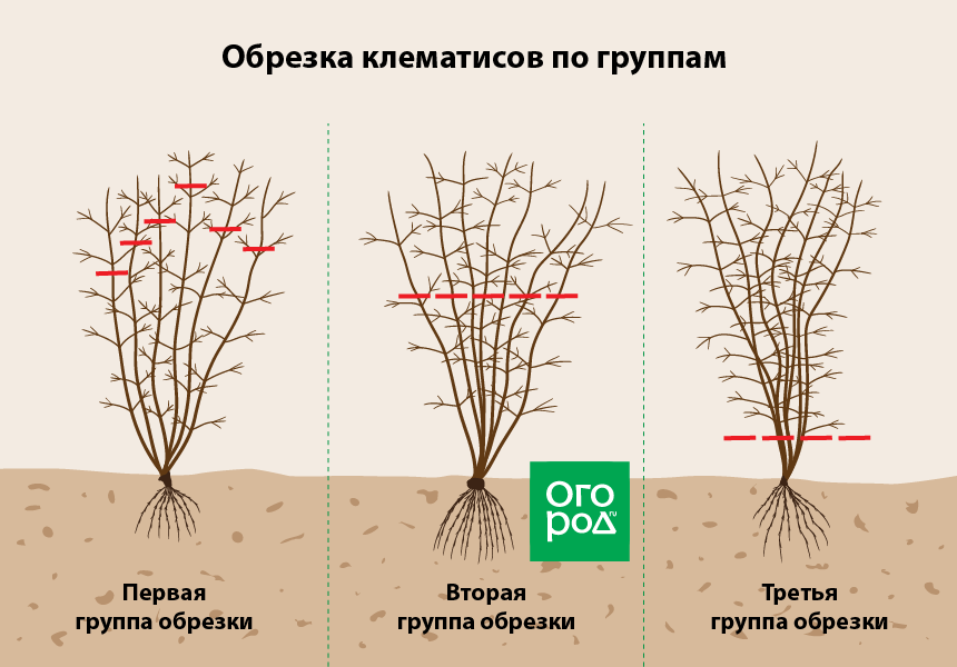 Когда обрезать клематисы осенью: пошаговые советы