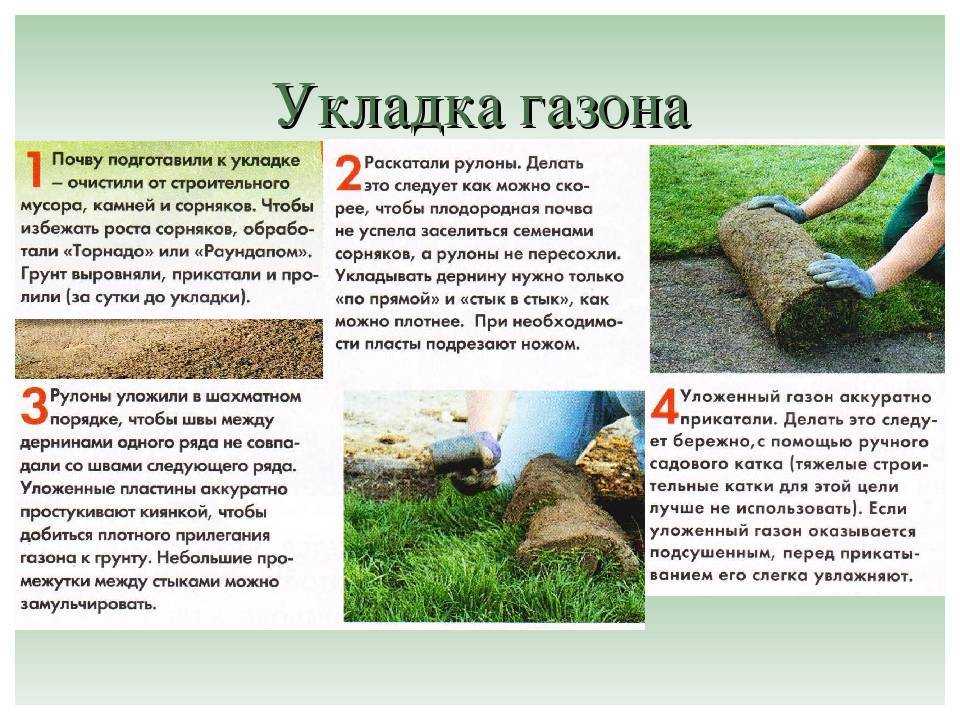 Газон своими руками – что нужно знать, что сделать красивую зеленую лужайку — дачники лайф