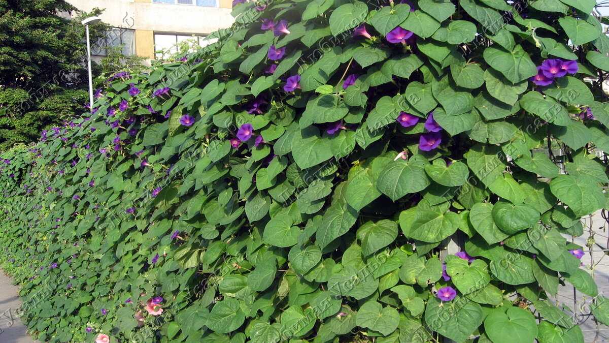 Лианы – описание, посадка и уход в открытый грунт - мой агро - помощник в сельскохозяйственном мире