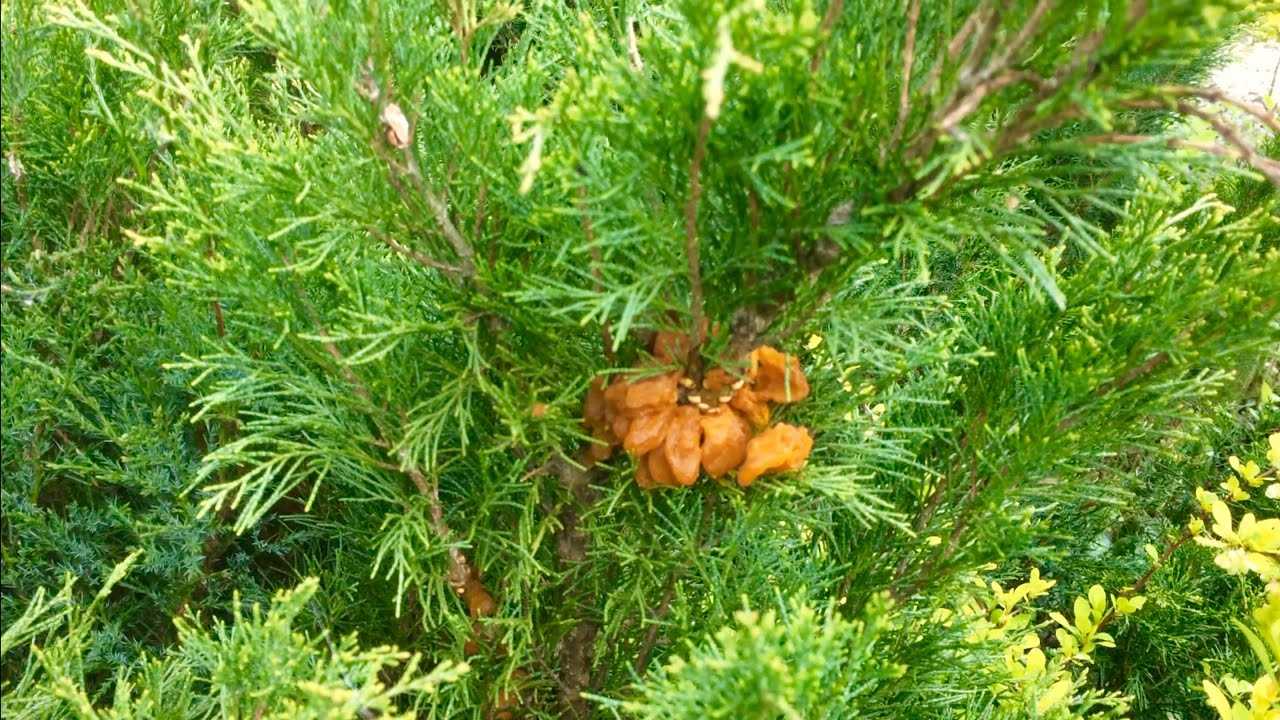 Вредители и болезни можжевельника с фото, симптомы и лечение