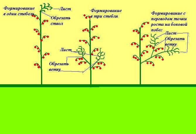 Как пасынковать перец: нужно ли это делать, схема проведения, плюсы и минусы