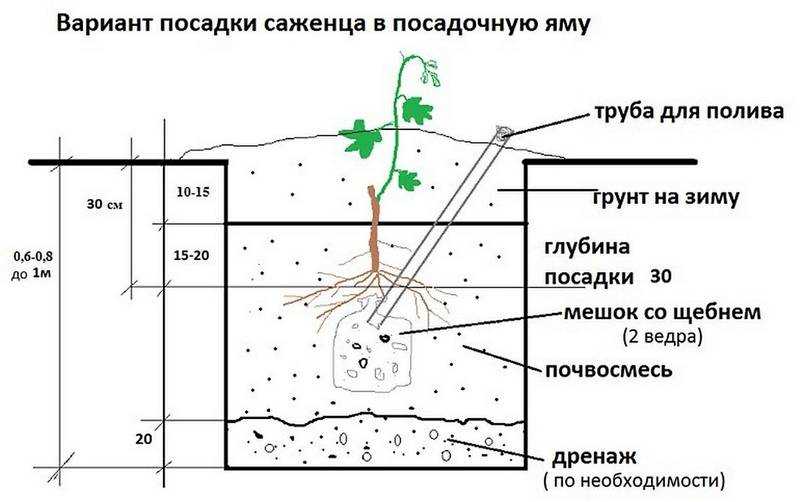 Как посадить виноград саженцами весной? пошаговая инструкция весенней посадки винограда