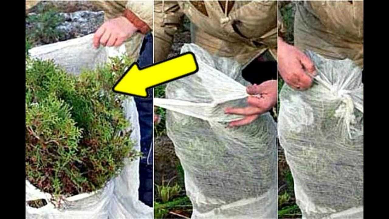 Как укрыть тую на зиму, фото, видео: молодую, шаровидную, смарагд