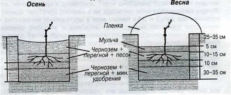 Посадка саженца винограда осенью: правила, сроки, схемы, уход