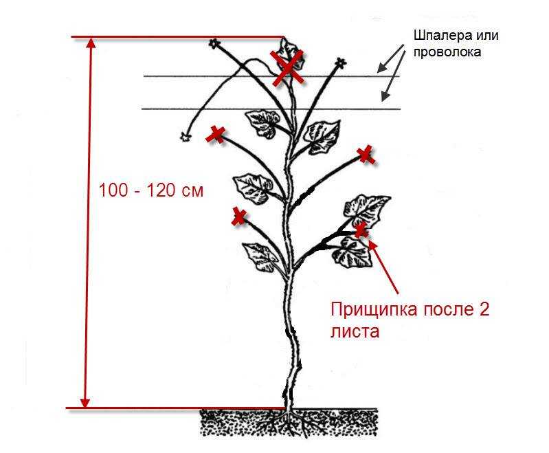 Формирование перца в теплице и в открытом грунте: схема, фото, наглядно