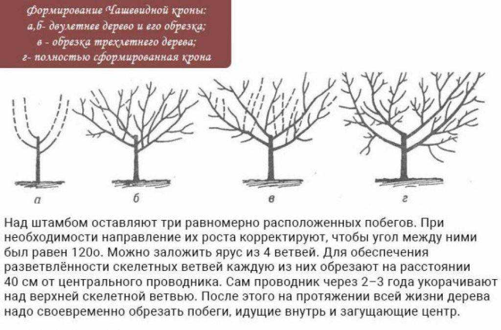 Обрезка плодовых деревьев — правила обрезки и необходимые инструменты