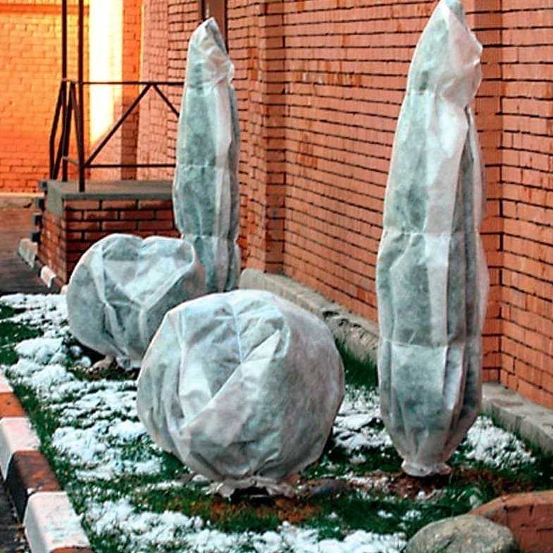 Туя: нужно ли укрывать это растение на зимний период времени