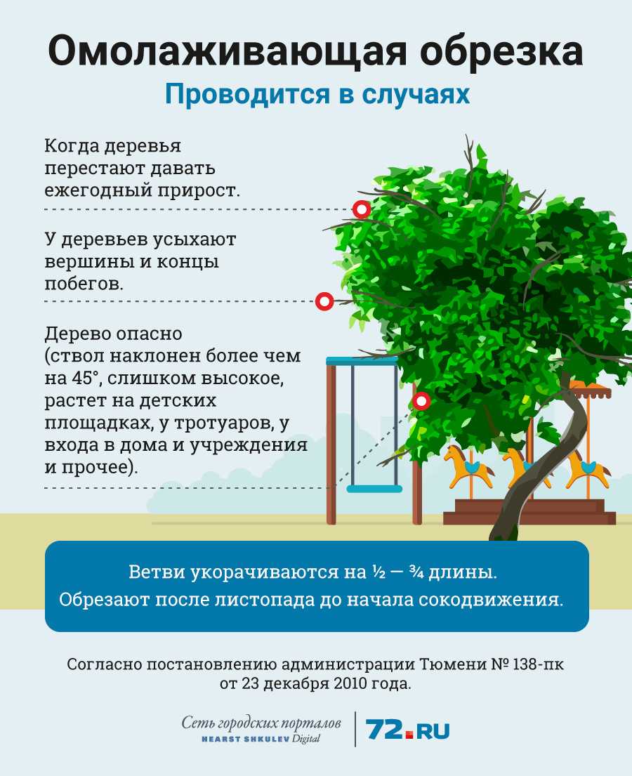 Обрезка плодовых, декоративных деревьев и кустарников осенью: рекомендации для начинающих садоводов