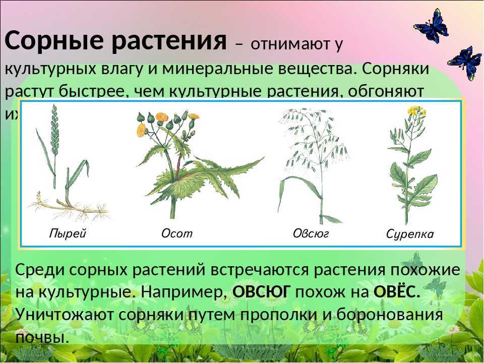 Чем засадить участок от сорняка