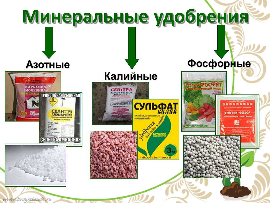 Удобрение для цветов: чем подкормить, чтобы обильно цвели