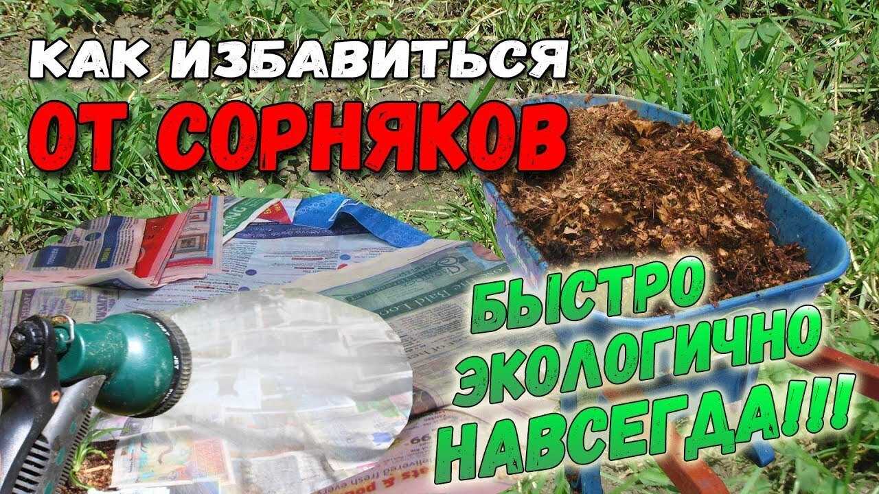 ✅ методы и средства борьбы с грибами на газоне: препараты от поганок