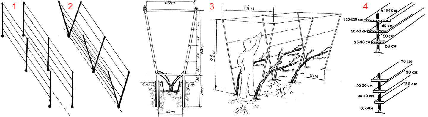 Шпалера для винограда своими руками: чертежи и фото, виды