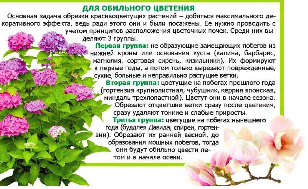 Гортензия метельчатая и крупнолистная отличия фото