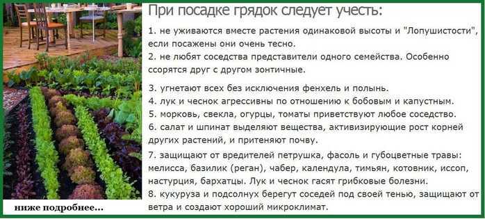 Огород для ленивых: советы, огород без хлопот для пожилых +видео