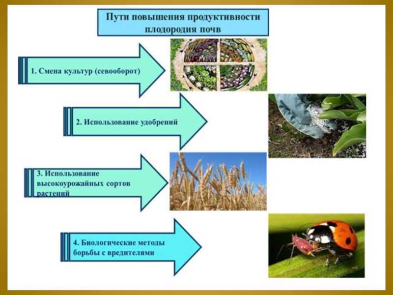 Способы улучшить плодородность почвы без химии — 7 вариантов selo.guru — интернет портал о сельском хозяйстве
