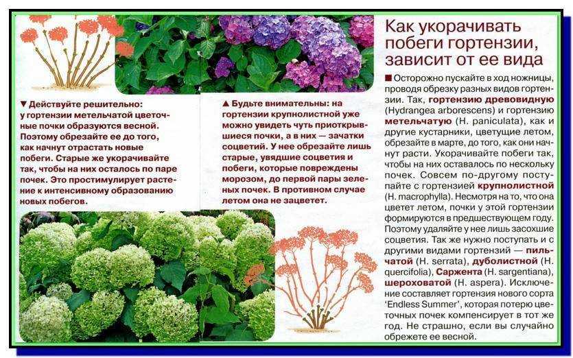 Секреты выращивания садовых гортензий в горшках в саду и дома