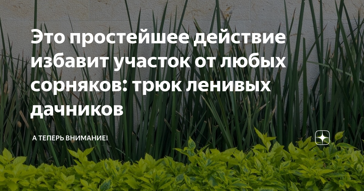 Растения-помощники, которые просто «задавят» сорняки на даче | novate: идеи для жизни  | дзен