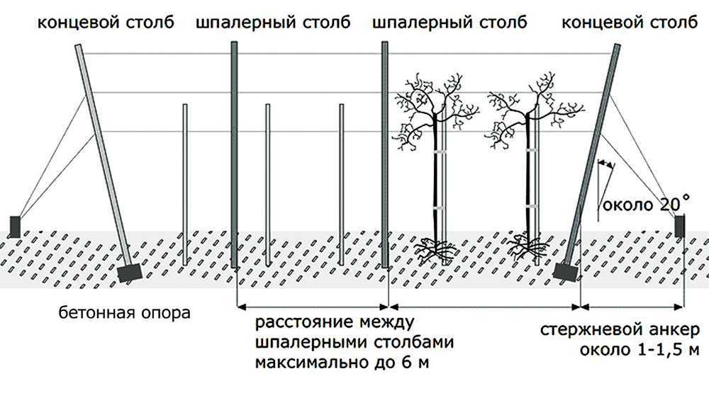 Изготовление и установка шпалер для выращивания малины