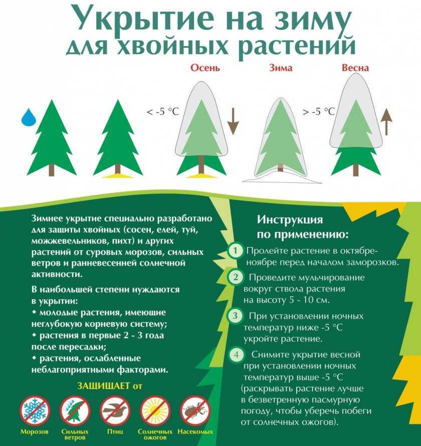 Как укрыть тую смарагд на зиму. как правильно укрывать туи на зиму | зелёный сад