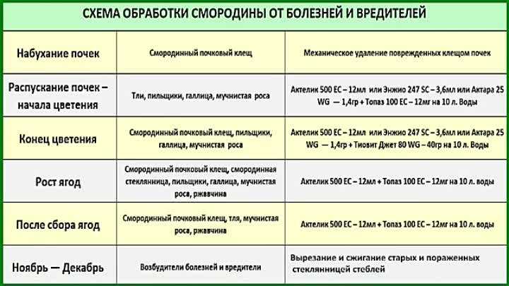 Можжевельник – посадка и уход, вредители можжевелового сада