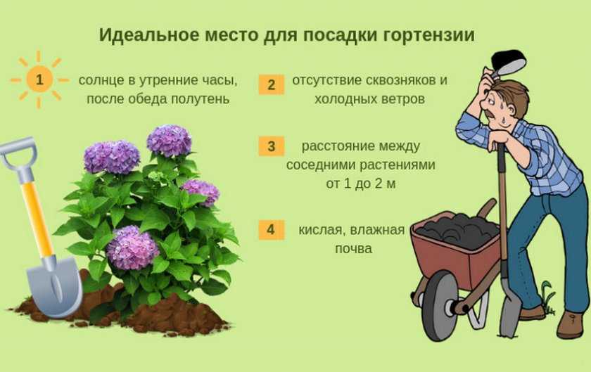 Гортензия садовая: посадка и уход в открытом грунте для новичков фото когда сажать