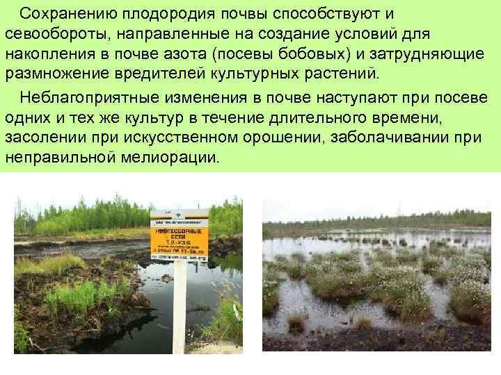 Как улучшить плодородие и состав почвы на участке